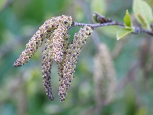 Betula utilis subsp. albosinensis ‘China Ruby’