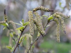 Betula utilis subsp. albosinensis ‘China Ruby’