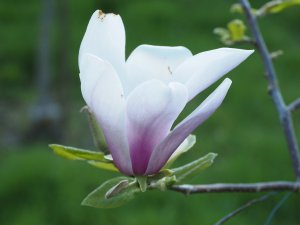 Magnolia ‘Simple Pleasures’