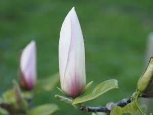 Magnolia ‘Simple Pleasures’