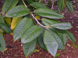 Ilex kingiana