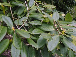 Ilex kingiana