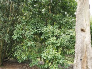 Ilex kingiana