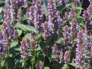 Agastache rugosa ‘Beelicious Purple’