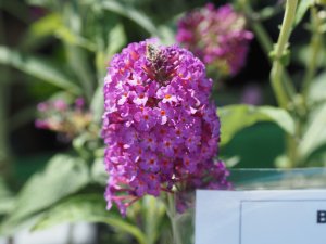 Buddleja ‘Buzz ‘Magenta’