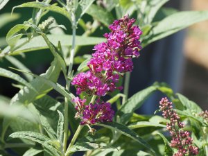 Buddleja ‘Buzz ‘Magenta’