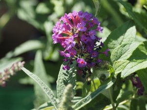 Buddleja ‘Buzz ‘Magenta’