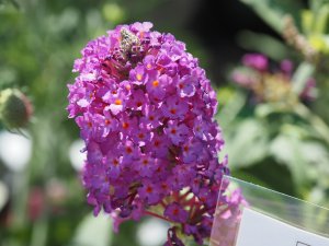Buddleja ‘Buzz ‘Magenta’