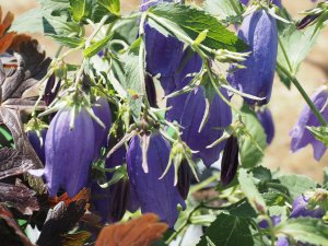 Campanula ‘Sarastro’
