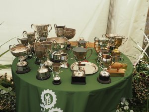 The cups