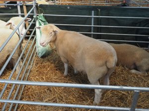 Dorset Horn sheep