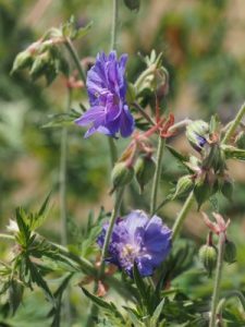 Geranium pratense ‘Azure Skies’