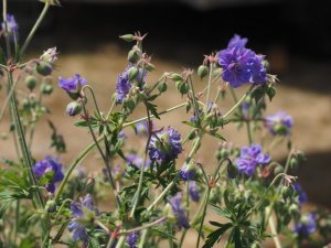 Geranium pratense ‘Azure Skies’
