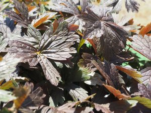 Geranium ‘Stormy Night’