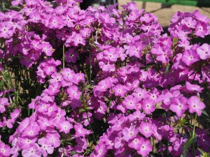 Phlox ‘Romance’