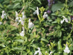 Salvia eclipse ‘Trebah Lilac White’