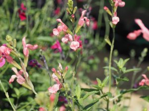 Salvia Eclipse ‘Trelawny Rose Pink’