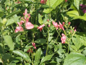 Salvia Eclipse ‘Trelawny Rose Pink’