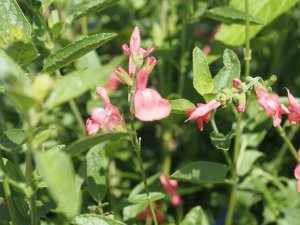 Salvia Eclipse ‘Trelawny Rose Pink’