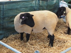 Suffolk sheep