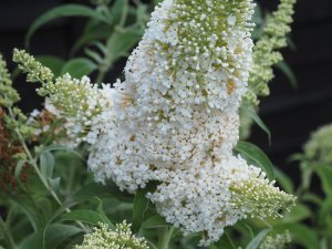 Buddleja davidii ‘White Profusion’