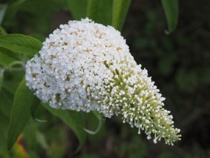 Buddleja davidii ‘White Profusion’