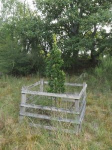 columnar oak