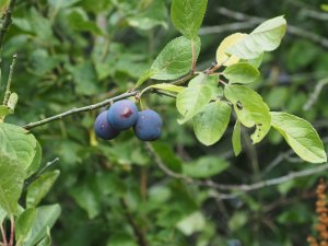 Ripe Damsons
