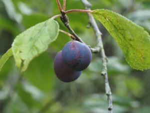 Ripe Damsons