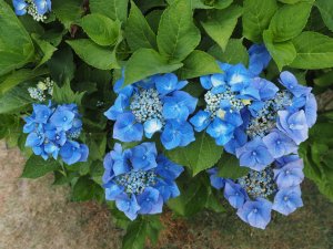 Hydrangea ‘Taube’