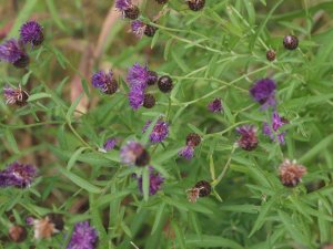 Knapweed