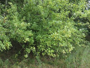 Not a single crab apple