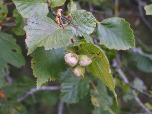 Well-formed hazel nuts