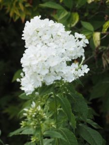 Phlox ‘White Admiral’