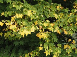 Acer cappadocicum ‘Aureum’