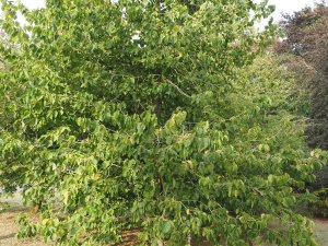 Corylus colurna