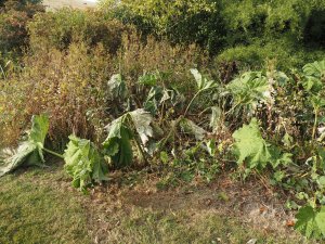 Gunnera