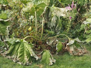 Gunnera