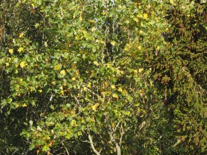 Liriodendron