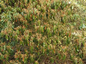 dying rhododendrons