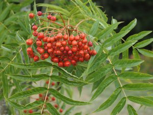 Sorbus are fruiting well
