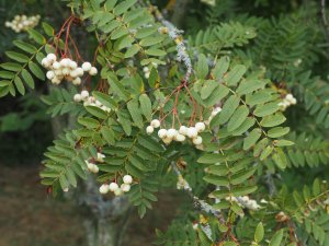 Sorbus are fruiting well