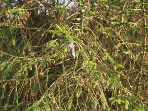 Picea omorika