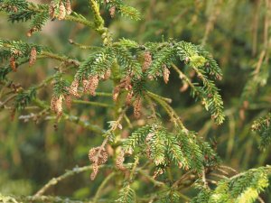 Picea omorika