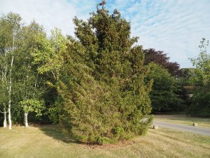 Picea omorika
