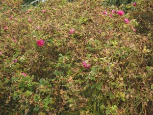 Rosa rugosa ‘Roseraie de L’hay’
