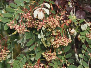 Sorbus ‘Pearly King’