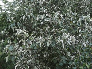 Sorbus thibetica ‘John Mitchell’