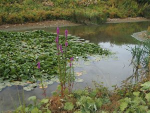 pond is very low