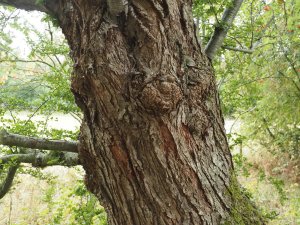 Nothofagus antarctica